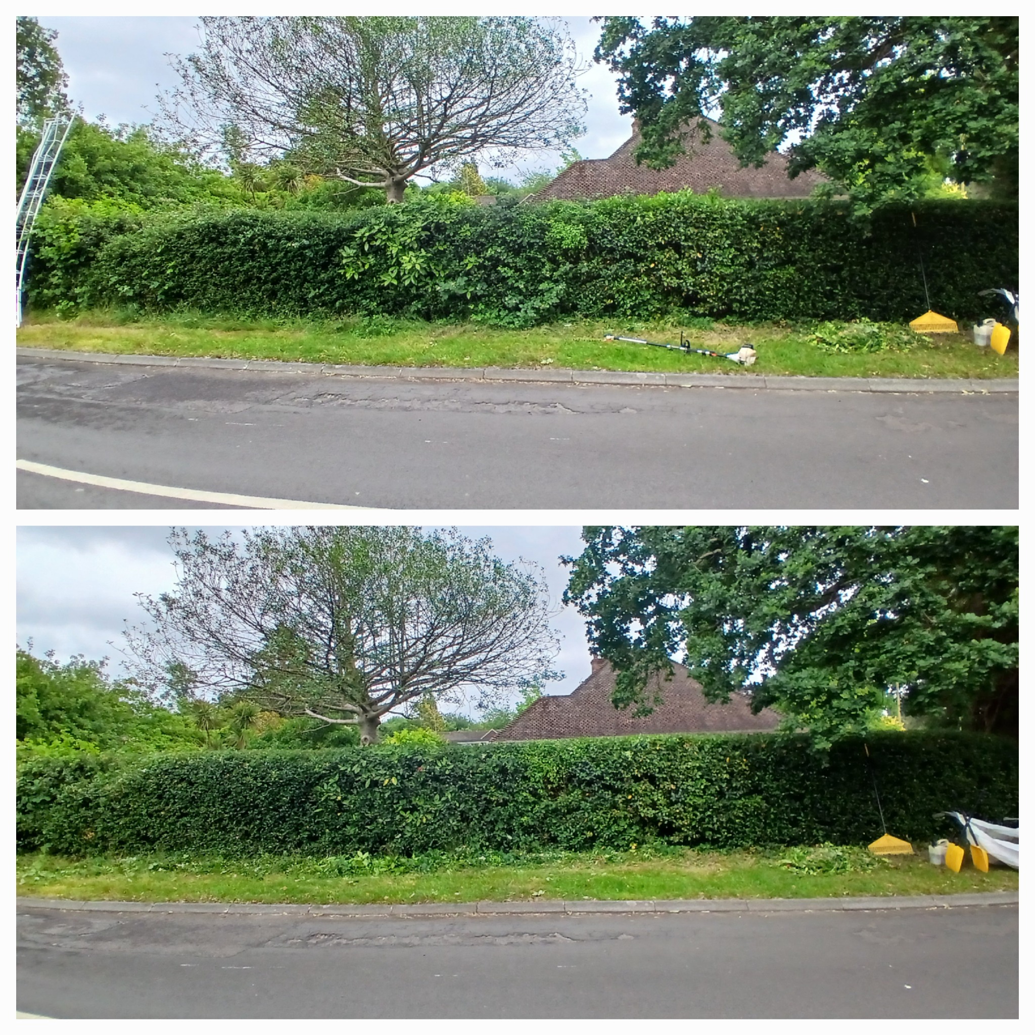 Large roadside hedge line before and after