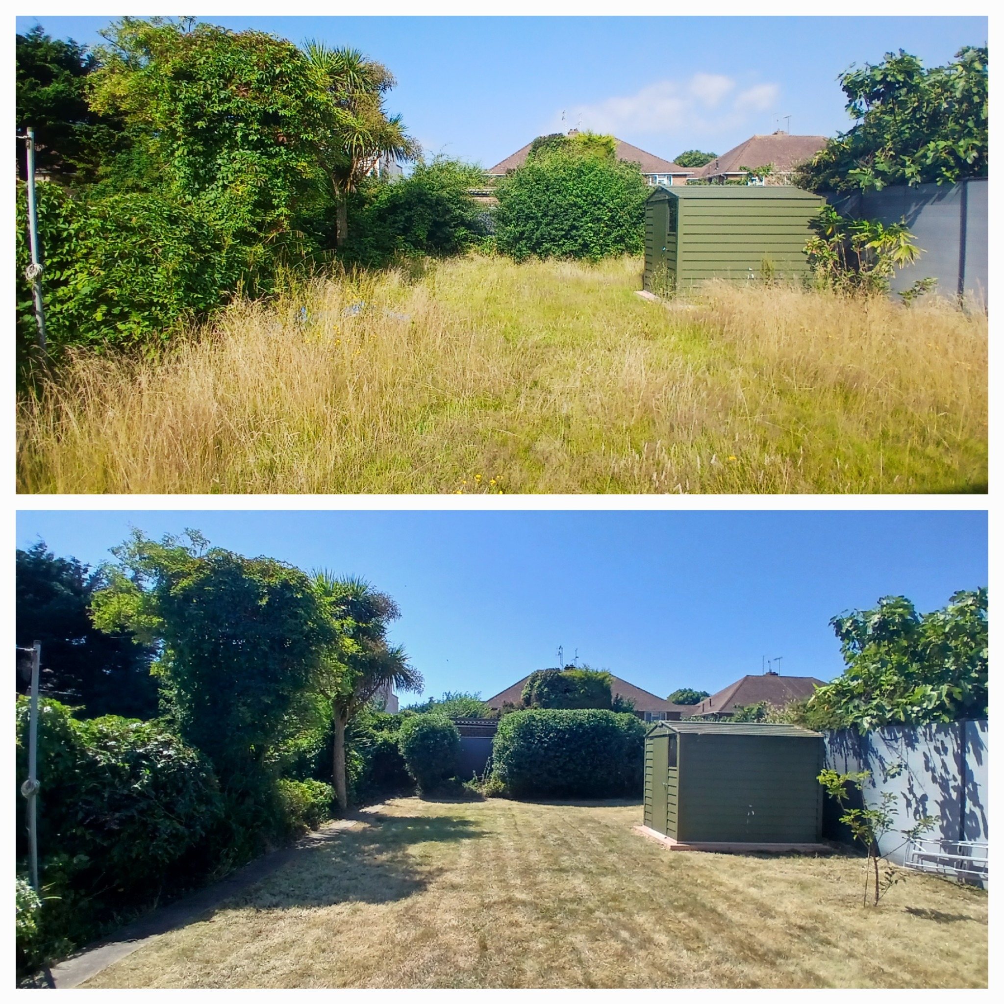 Overgrown lawn area before and after clearance