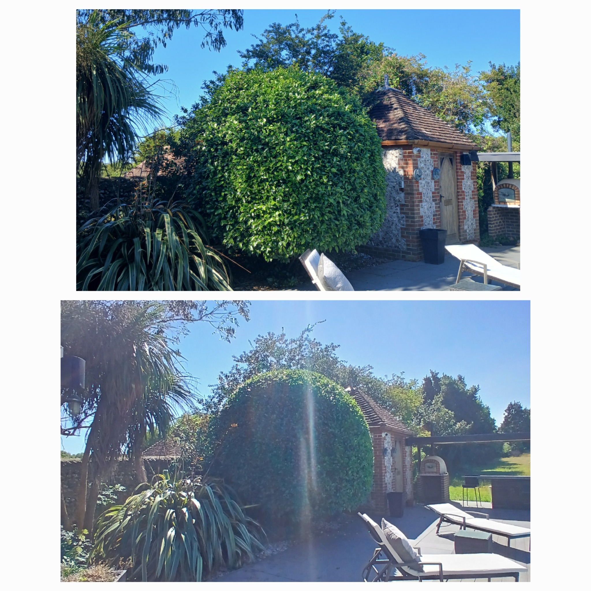 Tree reshaping work before and after