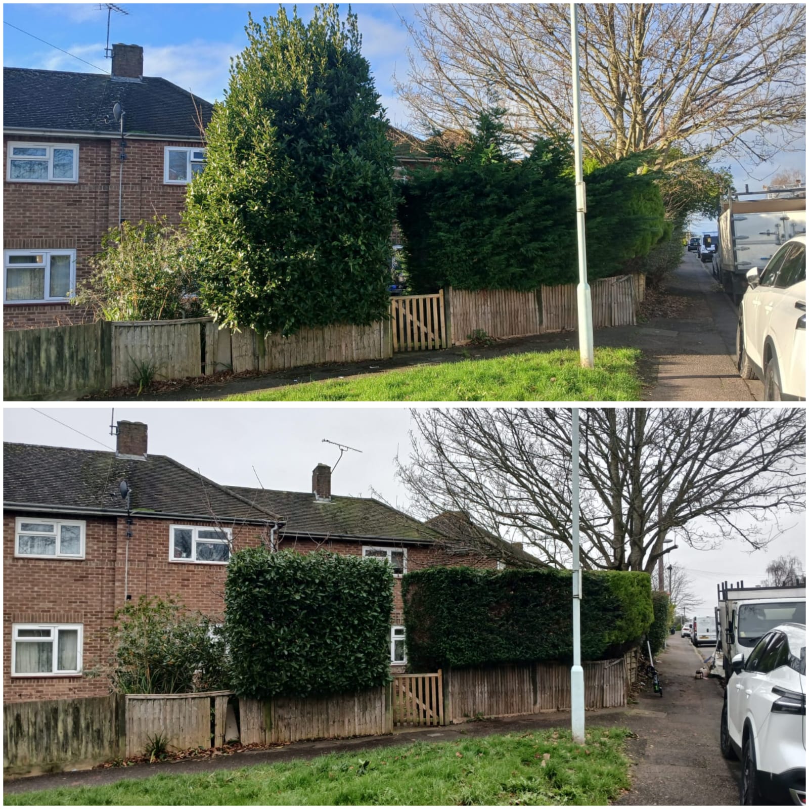 Large tree work before and after